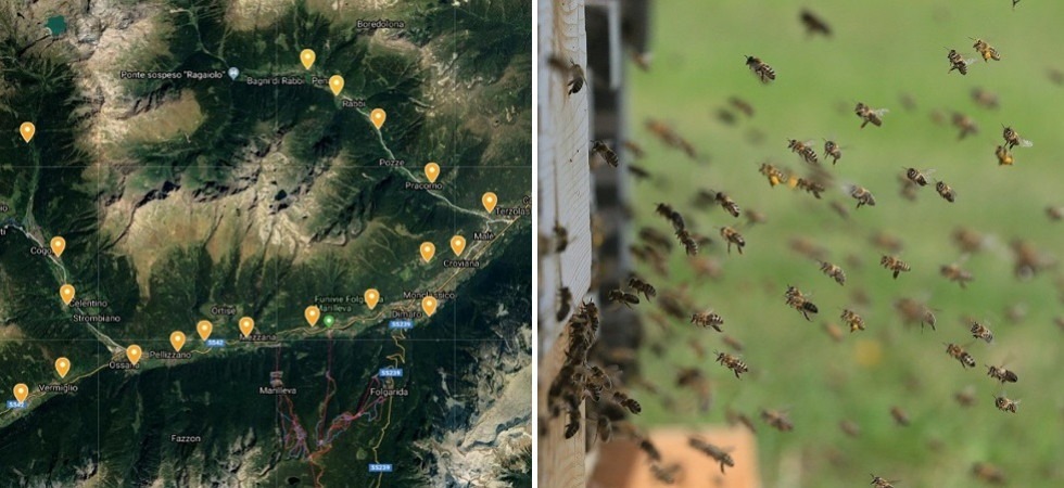 Nell'immagine di sinistra le arnie di controllo sistemate in Val di Sole